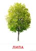 Липа
